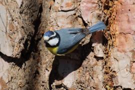 Modraszka kanaryjska - Cyanistes teneriffae - Canary Islands Tit