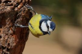 Modraszka kanaryjska - Cyanistes teneriffae - Canary Islands Tit