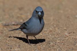 Zięba modra - Fringilla teydea - Tenerife Blue Chaffinch