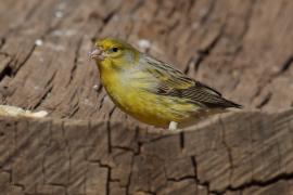 Kanarek - Serinus canaria - Atlantic Canary