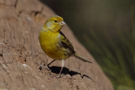 Kanarek - Serinus canaria - Atlantic Canary