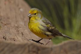 Kanarek - Serinus canaria - Atlantic Canary