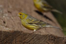 Kanarek - Serinus canaria - Atlantic Canary