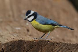 Modraszka kanaryjska - Cyanistes teneriffae - Canary Islands Tit