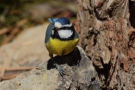 Modraszka kanaryjska - Cyanistes teneriffae - Canary Islands Tit