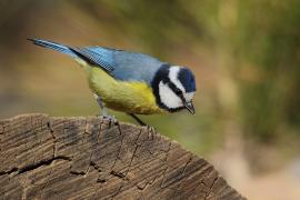 Modraszka kanaryjska - Cyanistes teneriffae - Canary Islands Tit