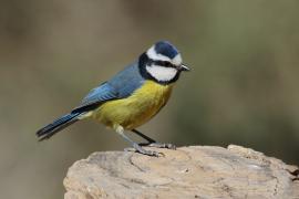 Modraszka kanaryjska - Cyanistes teneriffae - Canary Islands Tit