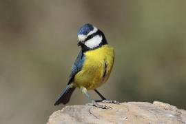 Modraszka kanaryjska - Cyanistes teneriffae - Canary Islands Tit
