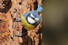 Modraszka kanaryjska - Cyanistes teneriffae - Canary Islands Tit
