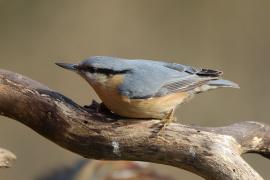 Kowalik - Sitta europaea - Eurasian Nuthatch