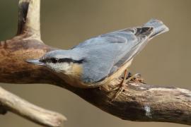 Kowalik - Sitta europaea - Eurasian Nuthatch