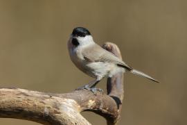 Sikora uboga - Poecile palustris - Marsh Tit