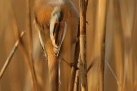 Wąsatka - Bearded Reedling