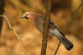 Sójka - Garrulus glandarius - Eurasian Jay