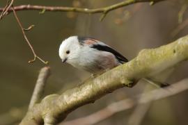 Raniuszek - Aegithalos caudatus - Long-tailed Tit