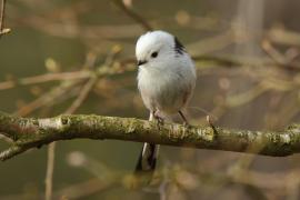 Raniuszek - Aegithalos caudatus - Long-tailed Tit
