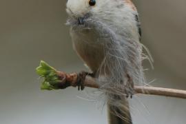 Raniuszek - Aegithalos caudatus - Long-tailed Tit