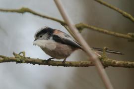 Raniuszek - Aegithalos caudatus - Long-tailed Tit