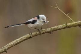 Raniuszek - Aegithalos caudatus - Long-tailed Tit