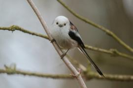 Raniuszek - Aegithalos caudatus - Long-tailed Tit