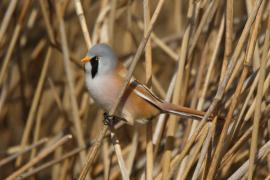 Wąsatka - Panurus biarmicus - Bearded Reedling