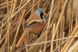 Wąsatka - Panurus biarmicus - Bearded Reedling