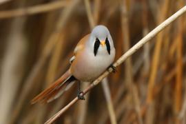 Wąsatka - Panurus biarmicus - Bearded Reedling