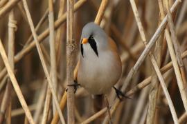 Wąsatka - Panurus biarmicus - Bearded Reedling