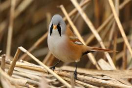 Wąsatka - Panurus biarmicus - Bearded Reedling