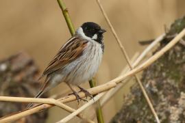 Potrzos - Emberiza schoeniclus - Common Reed Bunting