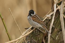 Potrzos - Emberiza schoeniclus - Common Reed Bunting