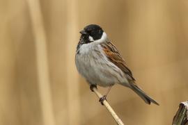 Potrzos - Emberiza schoeniclus - Common Reed Bunting