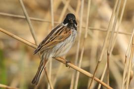Potrzos - Emberiza schoeniclus - Common Reed Bunting