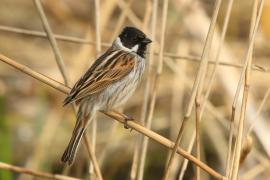 Potrzos - Emberiza schoeniclus - Common Reed Bunting