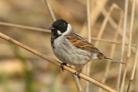 Potrzos - Emberiza schoeniclus - Common Reed Bunting