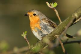 Rudzik - Erithacus rubecula - European Robin