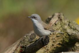 Piegża - Sylvia curruca - Lesser Whitethroat