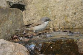 Piegża - Sylvia curruca - Lesser Whitethroat