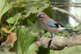 Sójka - Garrulus glandarius - Eurasian Jay