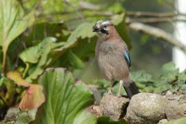 Sójka - Garrulus glandarius - Eurasian Jay