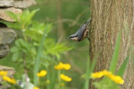 Kowalik - Sitta europaea - Eurasian Nuthatch