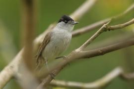 Kapturka - Sylvia atricapilla - Eurasian Blackcap