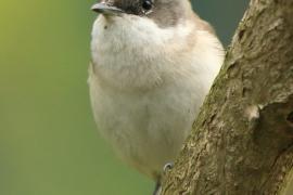 Piegża - Sylvia curruca - Lesser Whitethroat
