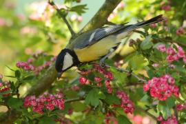 Bogatka - Parus major - Great Tit