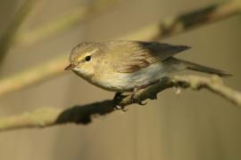 Pierwiosnek - Phylloscopus collybita - Common Chiffchaff