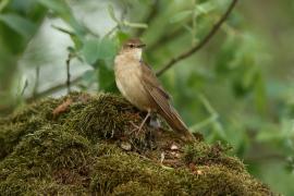 Brzęczka - Locustella luscinioides - Savi's Warbler