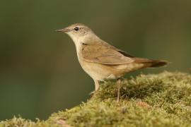 Brzęczka - Locustella luscinioides - Savi's Warbler