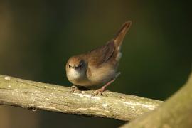 Brzęczka - Locustella luscinioides - Savi's Warbler