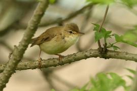 Łozówka - Acrocephalus palustris - Marsh Warbler