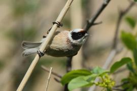 Remiz - Remiz pendulinus - Eurasian Penduline